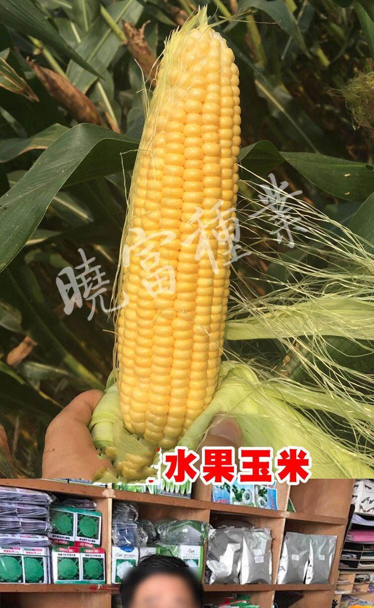 珍甜六號超甜水果玉米種子甜鮮食甜脆高產矮杆型抗病含糖量珍甜六號