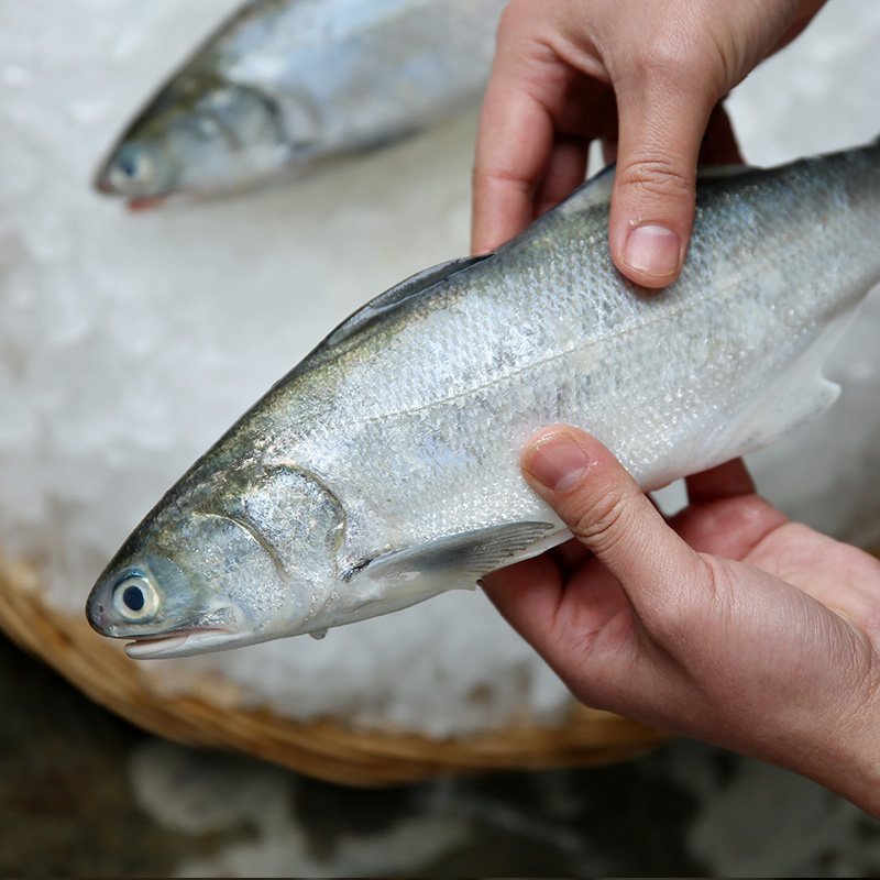 午鱼 马友鱼 鲅鱼馅午笋鱼 大鲅鱼 青占鱼 马胶鱼新鲜活冷冻 1000g/2