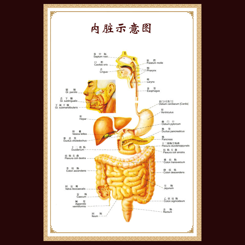 新品脊柱相關疾病示意圖脊椎人體經絡穴位圖大掛圖中醫養生海報宣傳畫