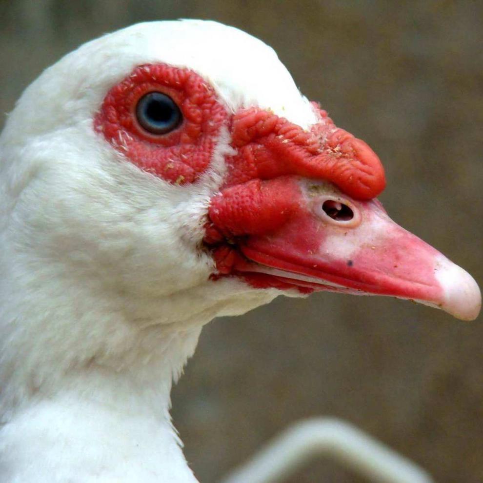 农家散养鸳鸯番鸭红头鸭肉活体新鲜鸭子肉鸭肉整只土鸭子生鲜杀好净重