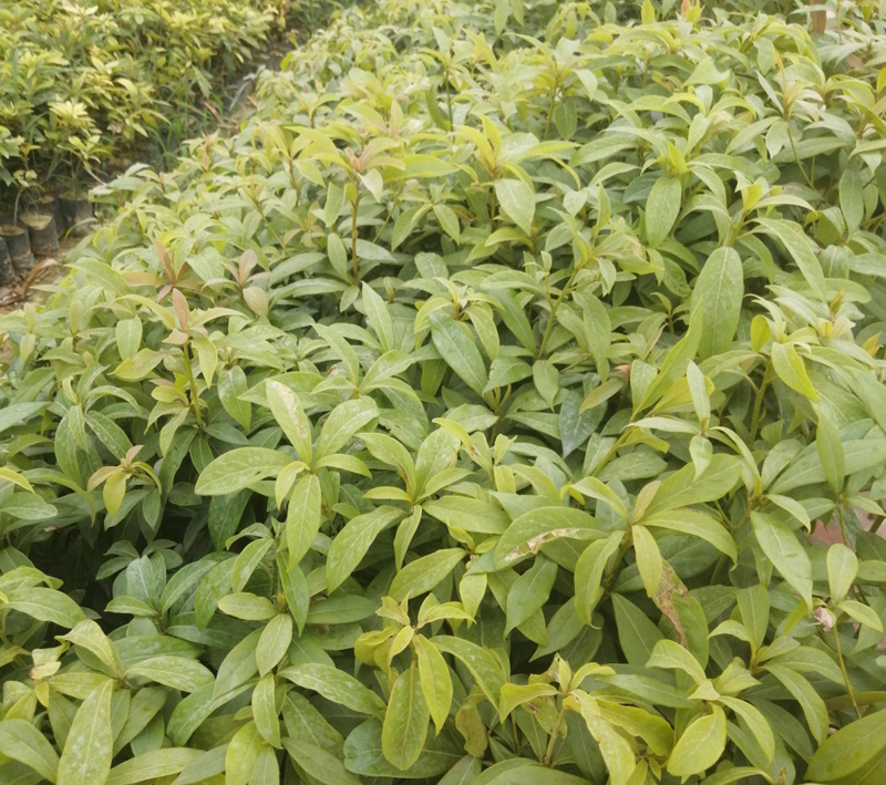 金丝楠木树苗正宗小叶桢楠珍稀名贵木材雅楠树带原土球楠木苗金丝楠木