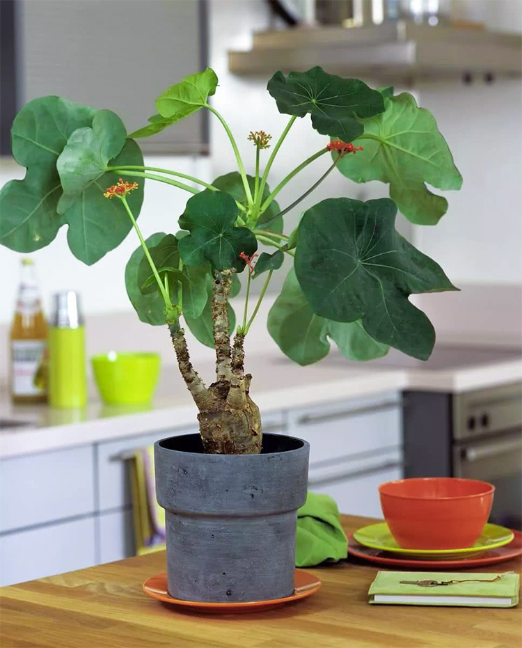 星派果佛肚树盆栽树苗大肚海棠独株成景块根客厅庭院观赏植物简易盆连