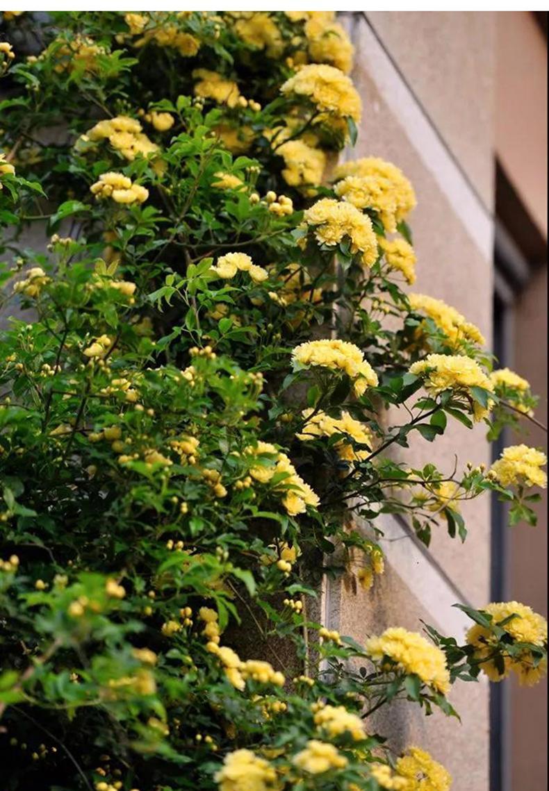 甜蜜红木香白黄木香花苗爬藤植物四季开花盆栽大苗浓香重瓣带花耐寒地