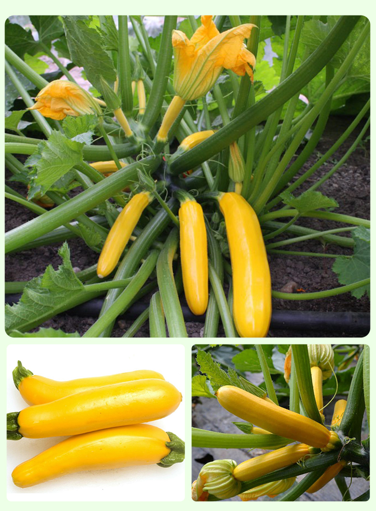 香蕉西葫芦种子 荷兰进口黄迪黄色西葫芦种子 香蕉瓜种子口感好吃 10