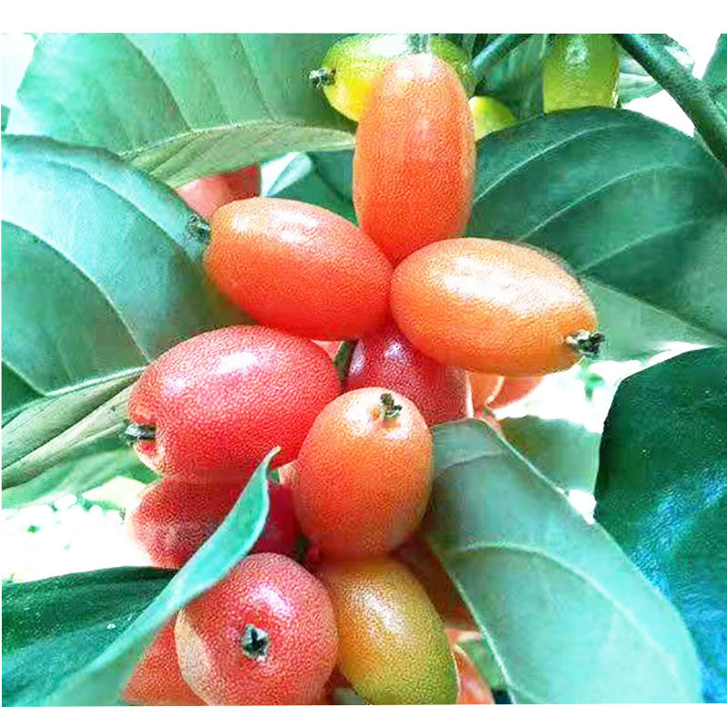 云南水果临沧羊奶果牛奶果牛虱子新鲜水果孕妇水果现摘现发羊奶果500g