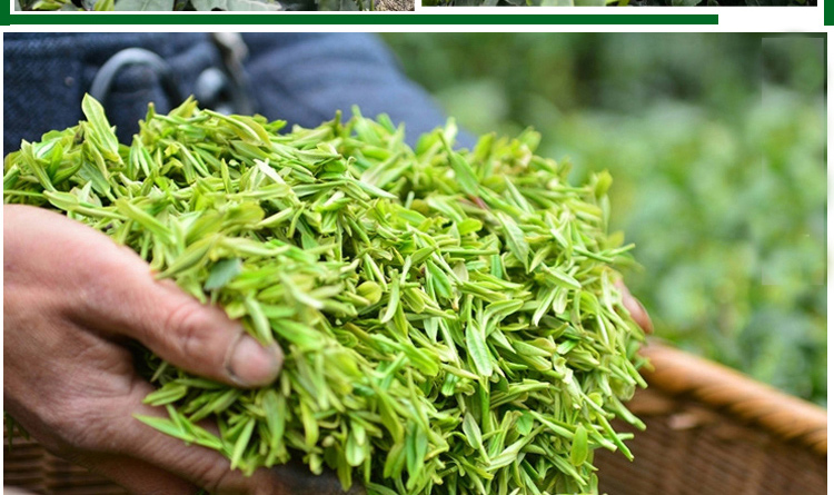 2020新茶陕西安康富硒茶紫阳特级毛尖250g明前银针散罐装嫩芽耐泡