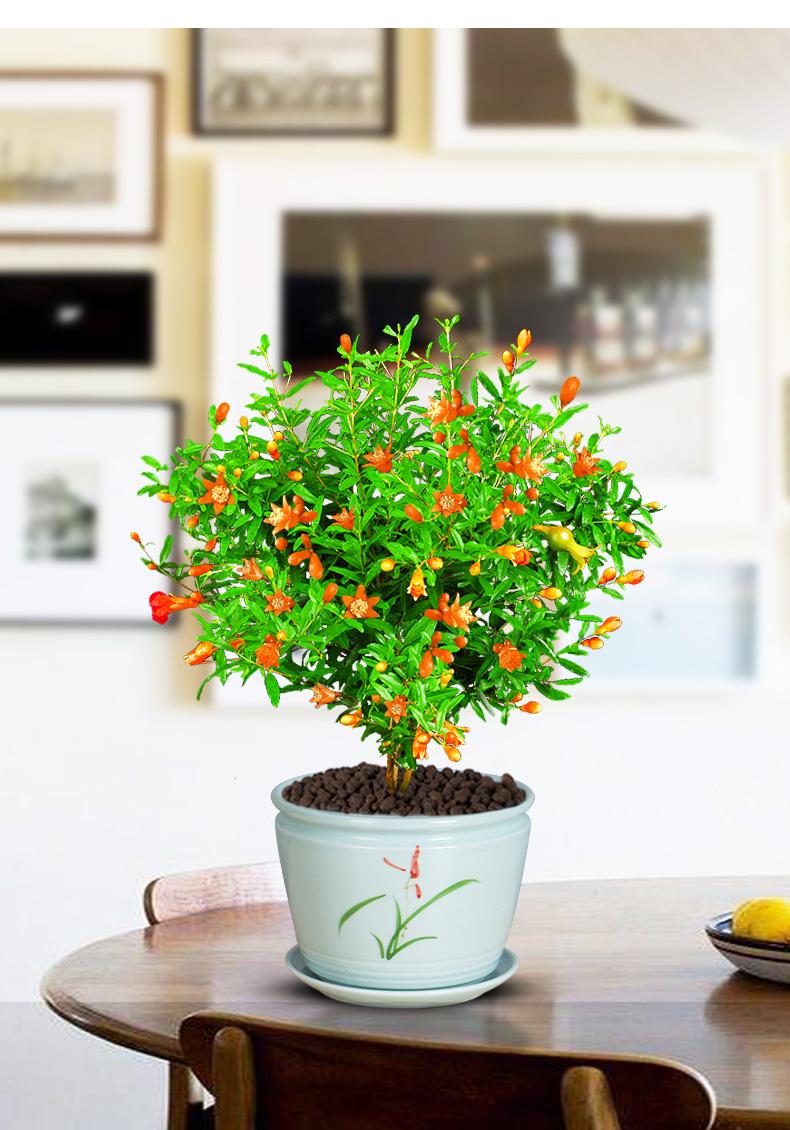 石榴花盆栽四季开花植物室内外庭院植物观赏果树苗可结果花卉植物 [4