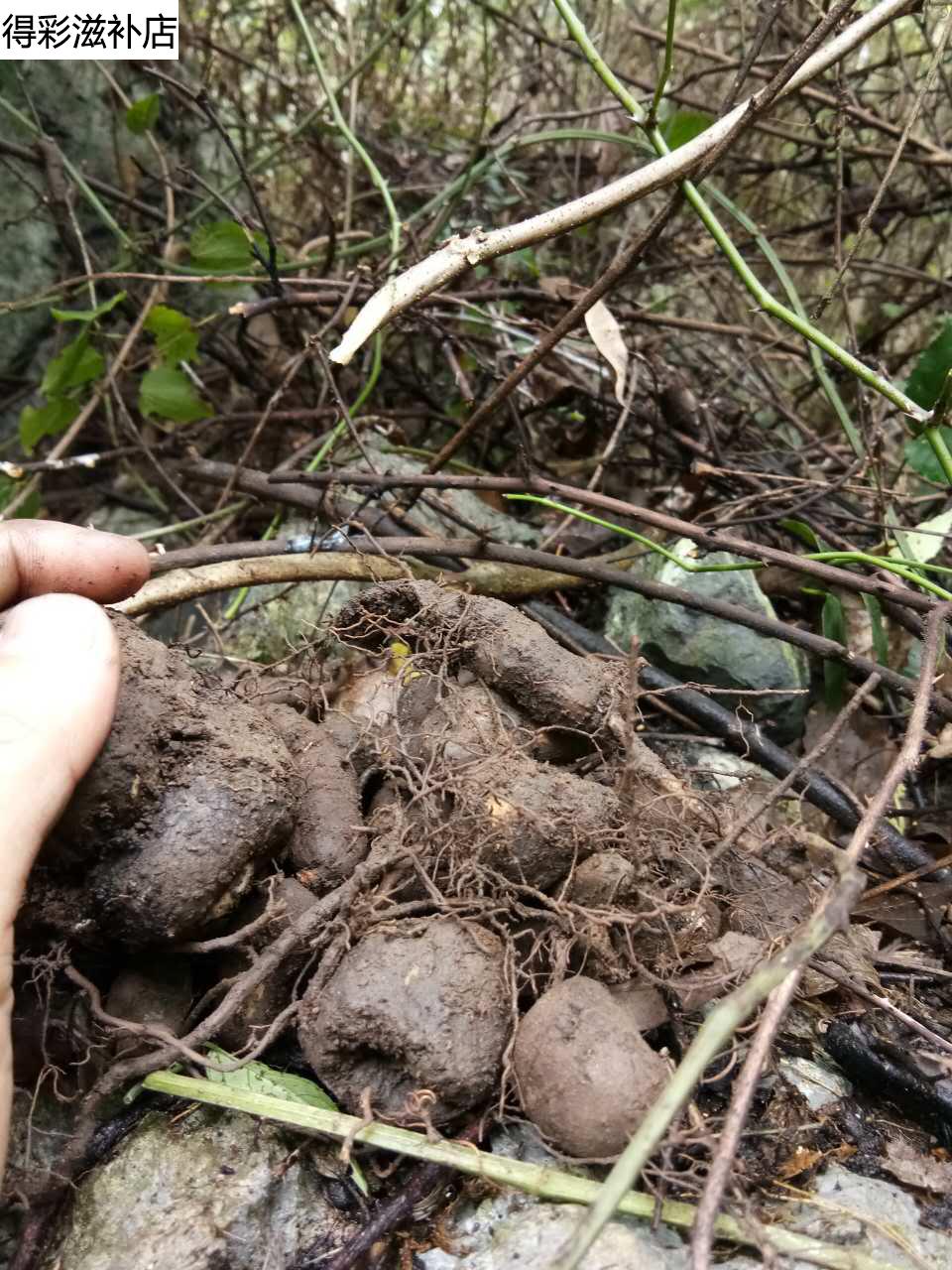 康中尊新鲜野外生三叶青金线吊葫芦石老鼠丝线吊金钟三叶青500g