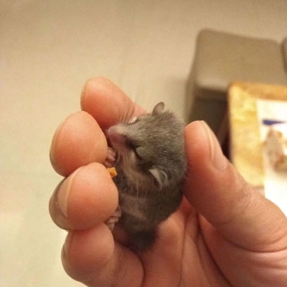 荣郁抖音快手网红自家养殖的西班牙睡鼠拇指鼠口袋睡鼠宿舍活体小宠物