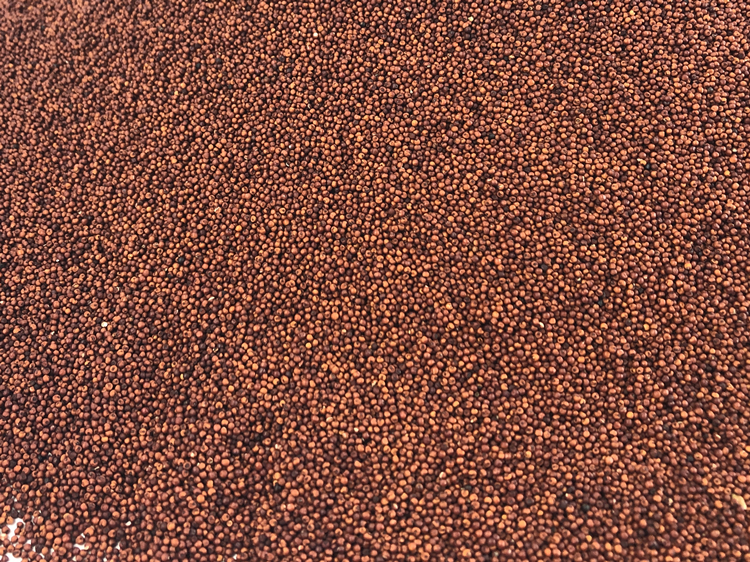 广西粟米粒龙爪粟拳头粟小枕头鸭脚粟米粥鸭脚栗米红色粟米粉