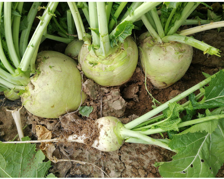 颜集卉光头芥菜种子特大辣疙瘩种籽芥菜种籽四川辣菜四季蔬菜孑子