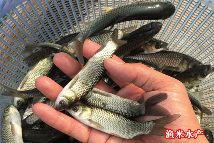 草魚魚苗活體淡水養殖草皖魚苗半斤食蚊魚大苗飼料四大家魚草魚苗100