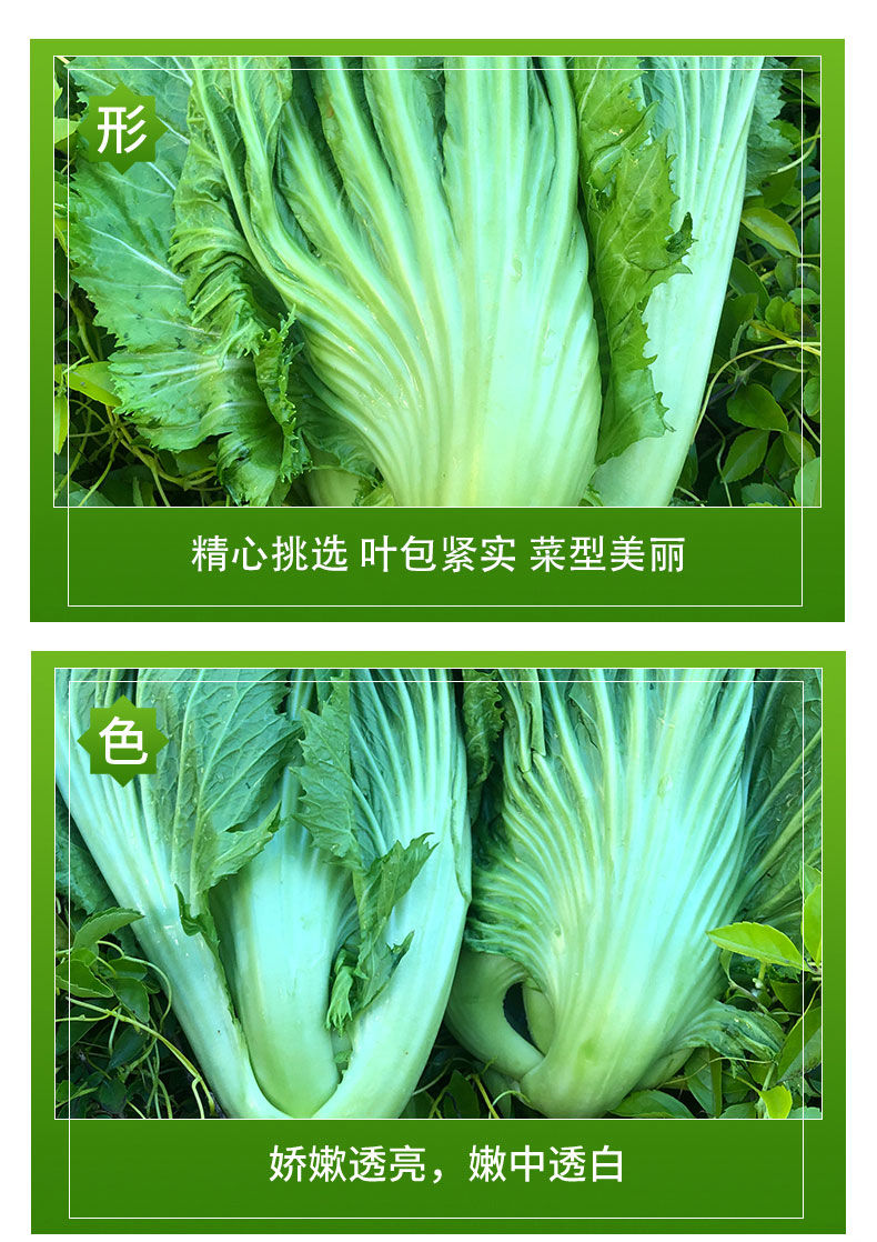 芥菜新鲜四川特产蔬菜包心芥菜大叶青菜泡酸菜酸菜鱼原料精选青菜5斤