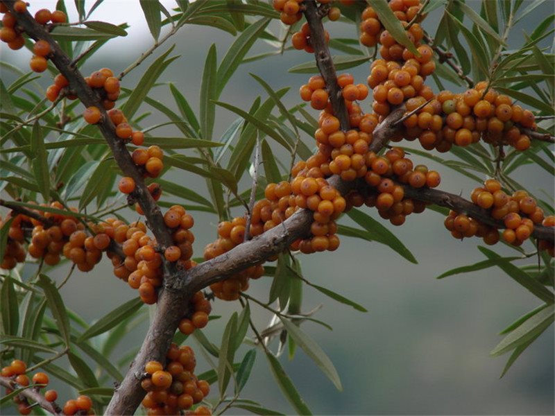 沙棘果树苗山野果沙棘苗南北方庭院阳台盆栽耐寒耐旱易活沙棘种苗 2年