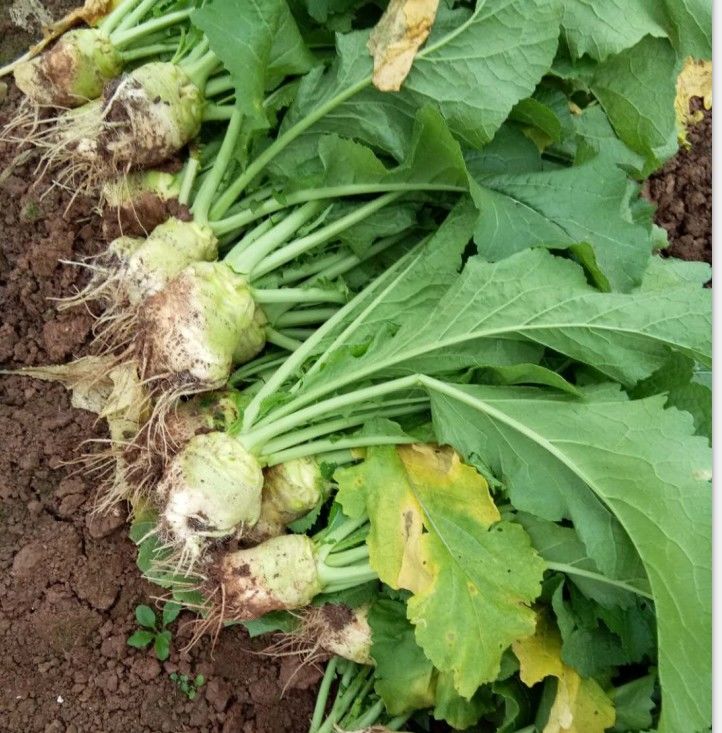 源外园【现货】四川新鲜大头菜芥菜疙瘩咸菜农家蔬菜5/10斤整箱装