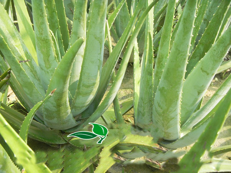 13年生新鲜库拉索芦荟叶补水芦荟芦荟叶片 12年生750克【图片 价格