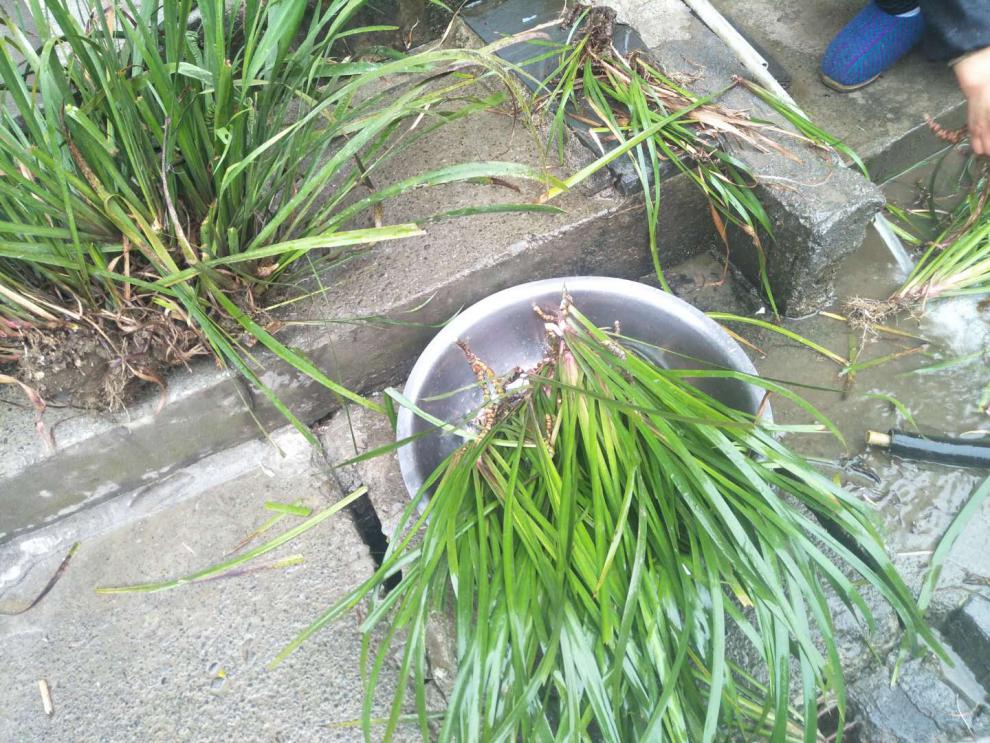 千惠美山奈苗贵州黔东南特产五香草三奈山赖盆栽