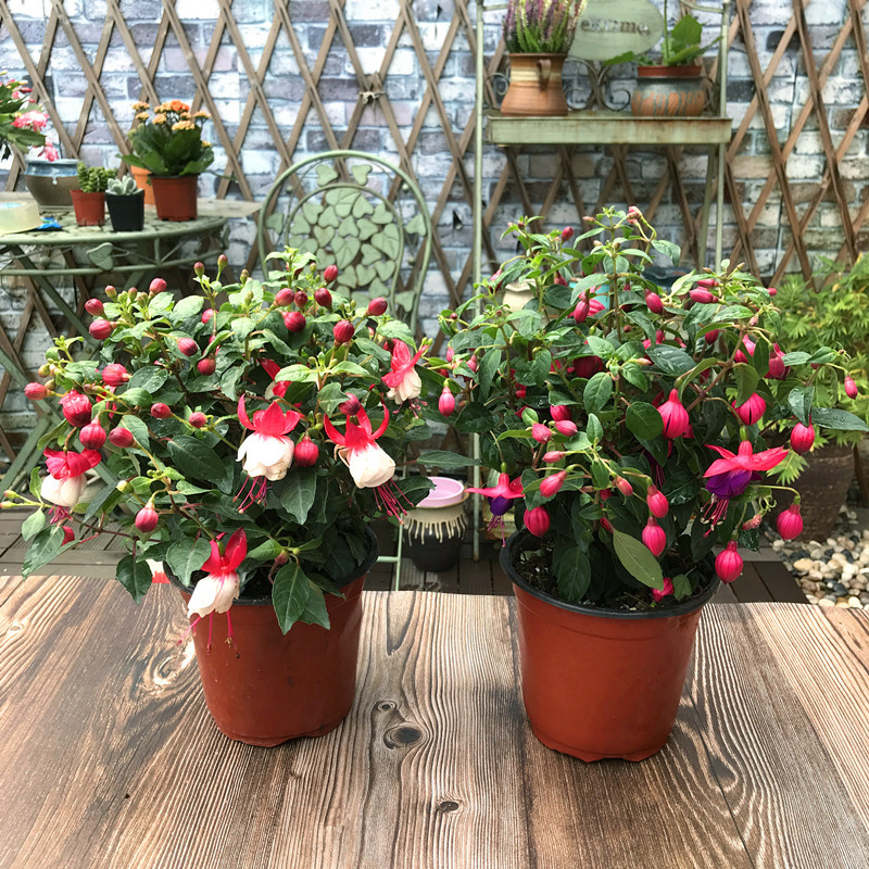 倒挂金钟盆栽吊钟海棠藤本灯笼花耐半阴花卉花期长藤本灯笼大盆不含盆