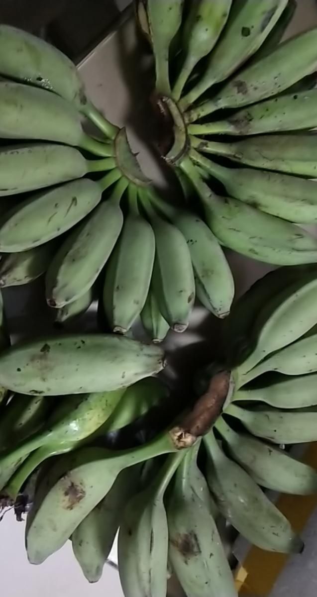 广西大芭蕉 牛角蕉 牛蕉 新鲜采摘青蕉发货 3斤5斤九斤 5斤芭蕉【图片