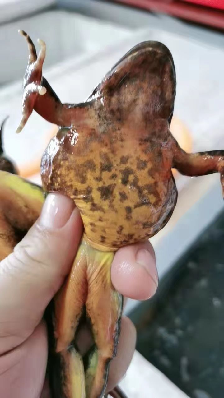 东北长白山蛤母豹子多规格新鲜东北蛤蟆长白山特产鲜活活林蛙新出河母