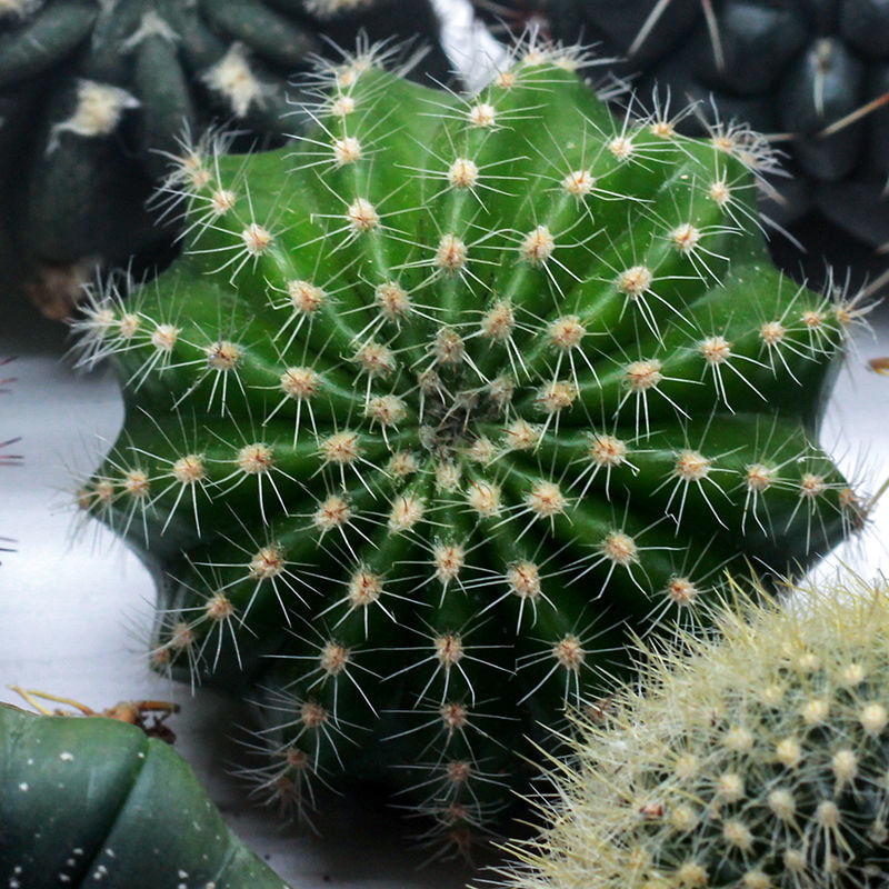 卉双开大花短毛丸绯花玉仙人球玉翁仙人掌植物盆栽室内花卉多肉盆景