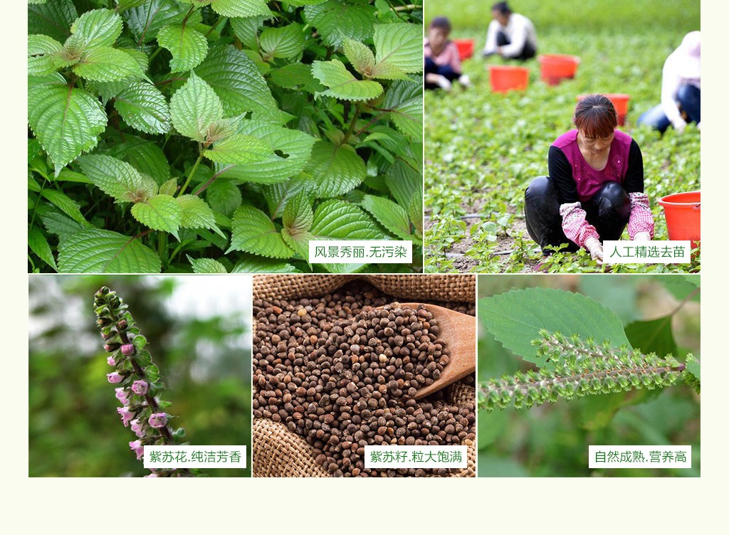 甘肃特产 陇香黑旦食用油 紫苏子油 荏油 紫苏油 亚麻酸食用油 食用油