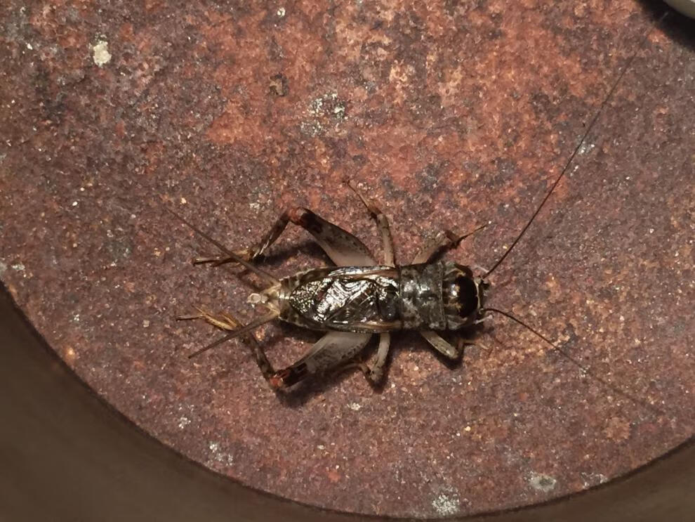 野生蟋蟀泰安山东宁阳地白蛐蛐蟋蟀斗性好活体牙大5-8厘重斗鸣虫 斗地