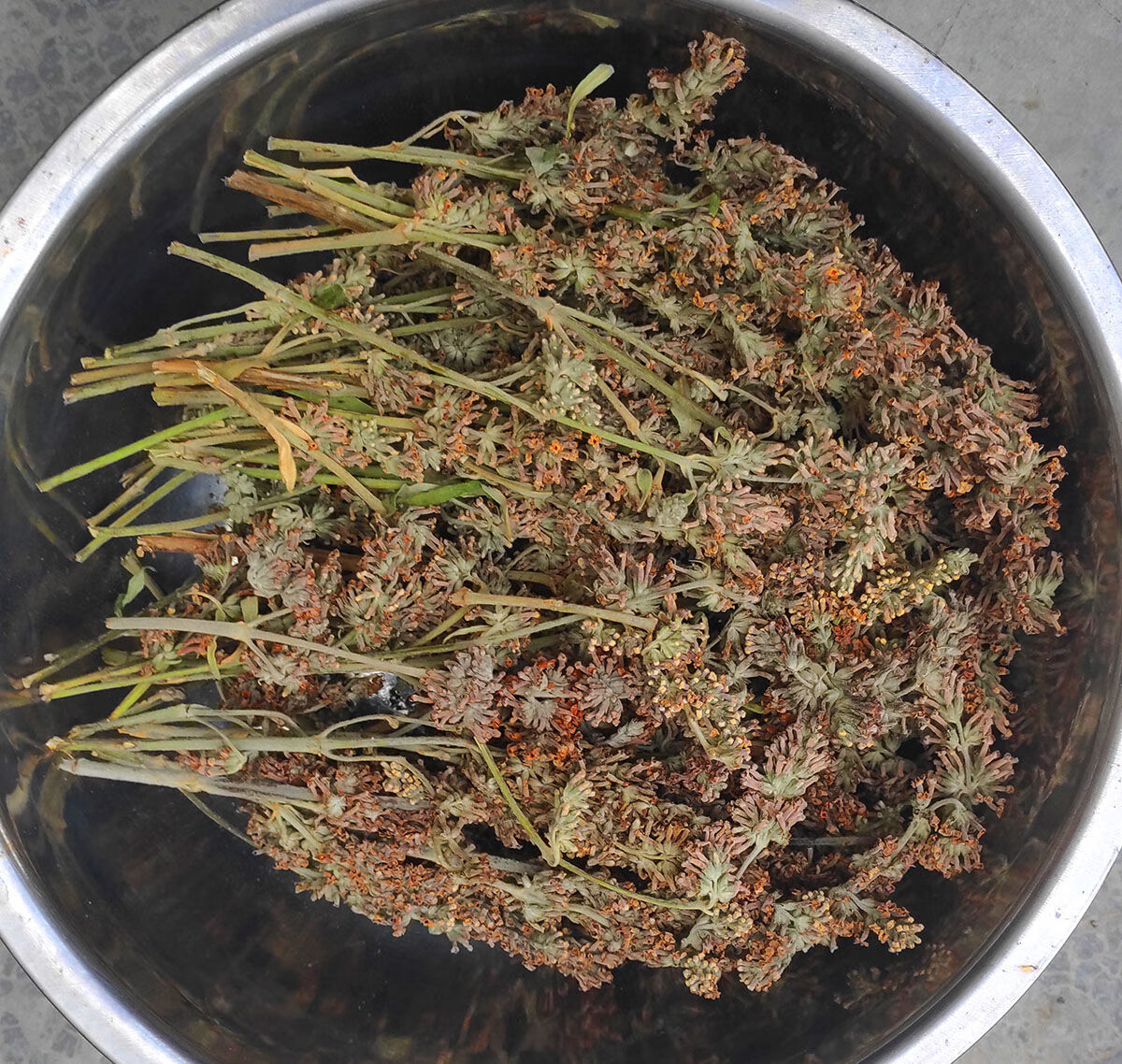 【官方旗舰】新货贵州染饭花植物天然糯米染色密蒙花茶特产贵州黄饭花