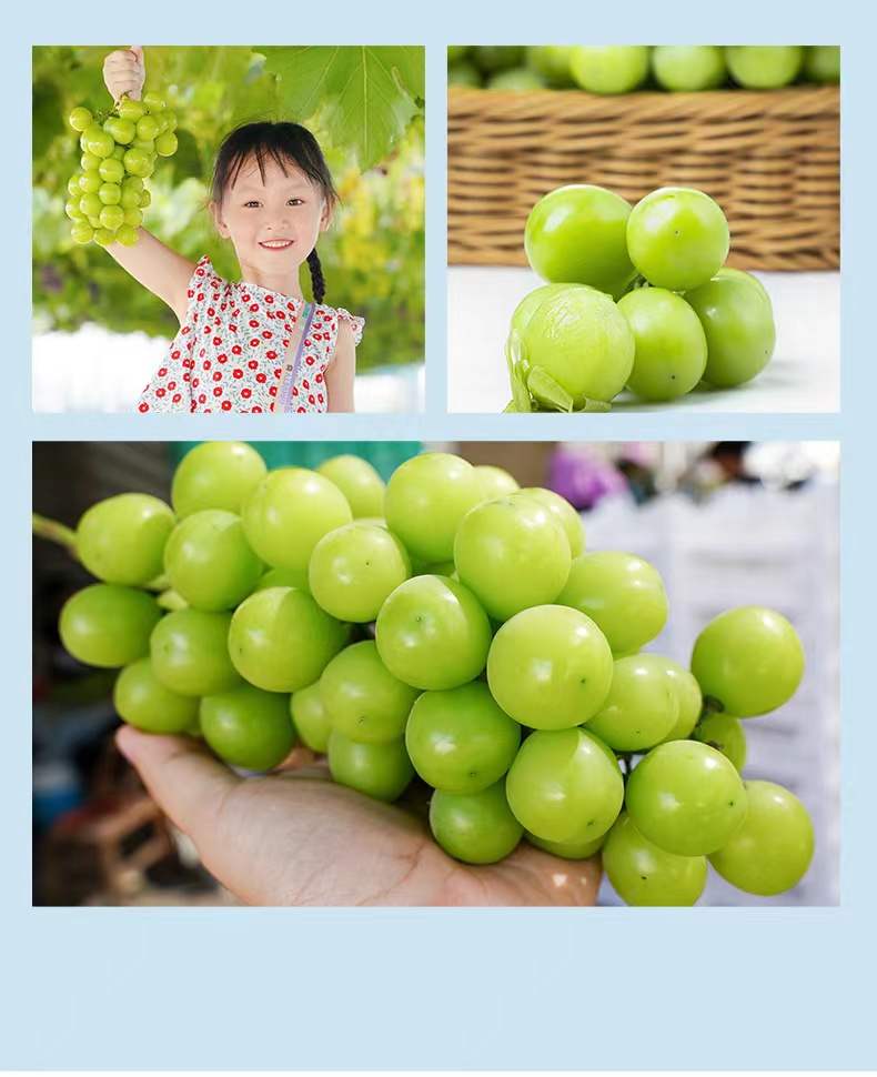 (顺丰空运/香甜无籽)湖北公安县阳光玫瑰葡萄 埠河镇晴王香印脆嫩鲜