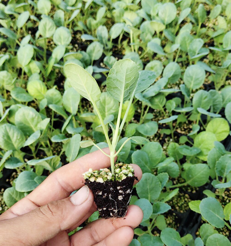 花菜苗夏季松花椰菜种子耐热蔬菜种四季包菜西兰花种籽孑幼苗秧苗 白