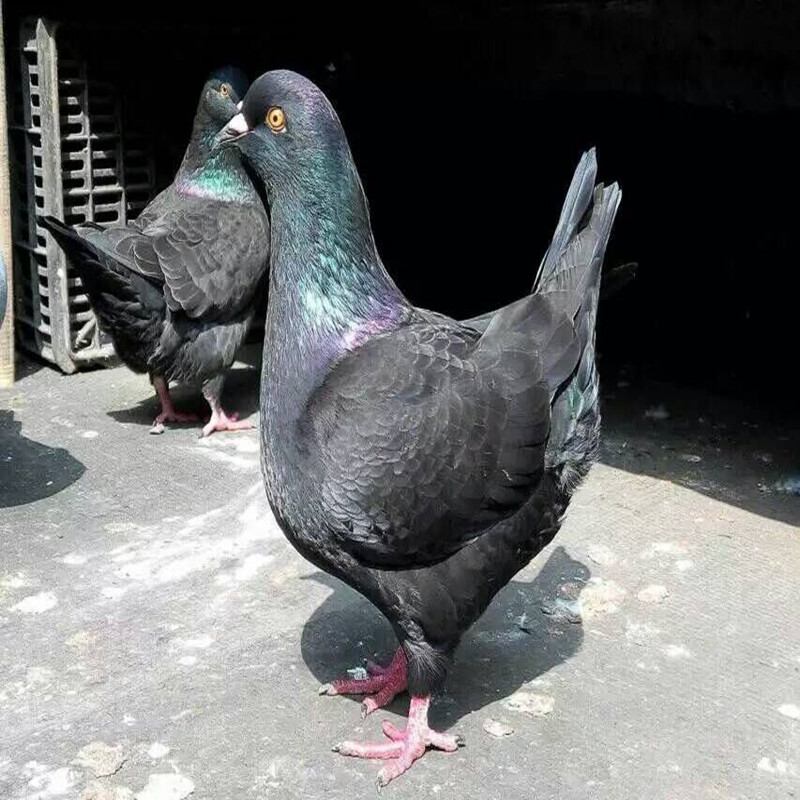 【店铺推荐】元宝鸽子特大一对幼鸽大体活体观赏鸽青年鸽公斤肉鸽种鸽