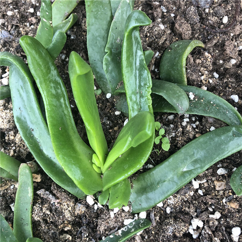 佛手掌佛手託金舌葉花喜歡水的多肉植物雙色花變色花育鬱花卉 淺黃色