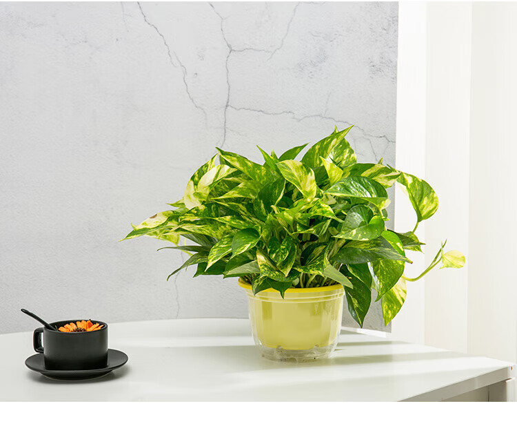 黄金葛花叶绿萝长藤盆栽室内吸甲醛金边大叶绿植办公净化空气 雪花葛