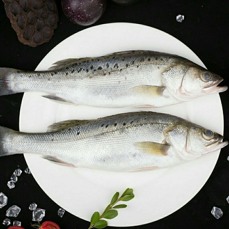 新鲜鲈鱼七星鲈鱼花鲈海鲜5条每条13到15斤