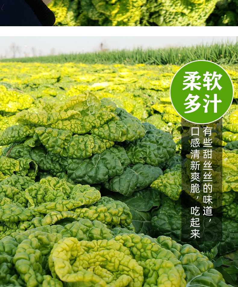 新鲜黄心菜霜冻乌塌菜泡泡菜菊花菜黄芍菜火锅蔬菜3斤