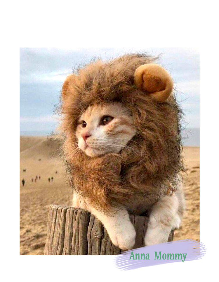 尤克达蒂 猫咪狮子头套 兔子耳朵宠物可爱搞怪配饰头饰变装扮 皮皮