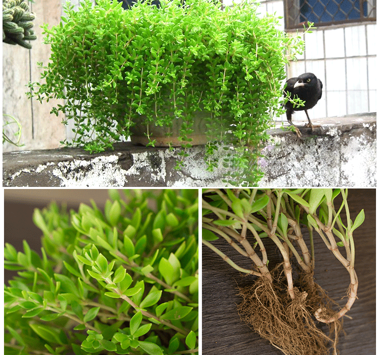 绿萝小花卉盆景桌面室内盆栽水培植物盘景净化空气室内吊兰牡丹吊兰一