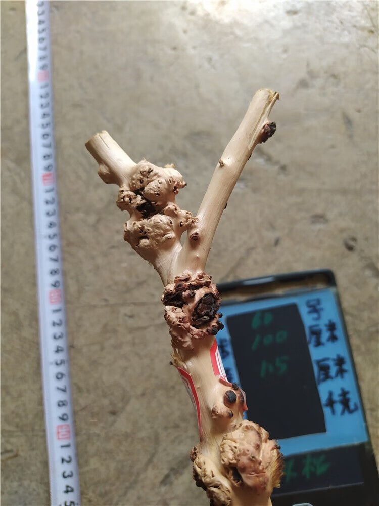 黑果木拐杖 云南黑果树黑果木拐杖 拐棍 木雕 天然树瘤原生态成品 49