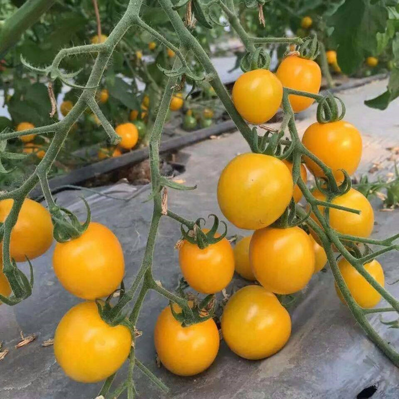盆栽矮生红珍珠番茄种子樱桃黄珍珠千禧圣女果种籽番茄苗蔬菜种子 黄