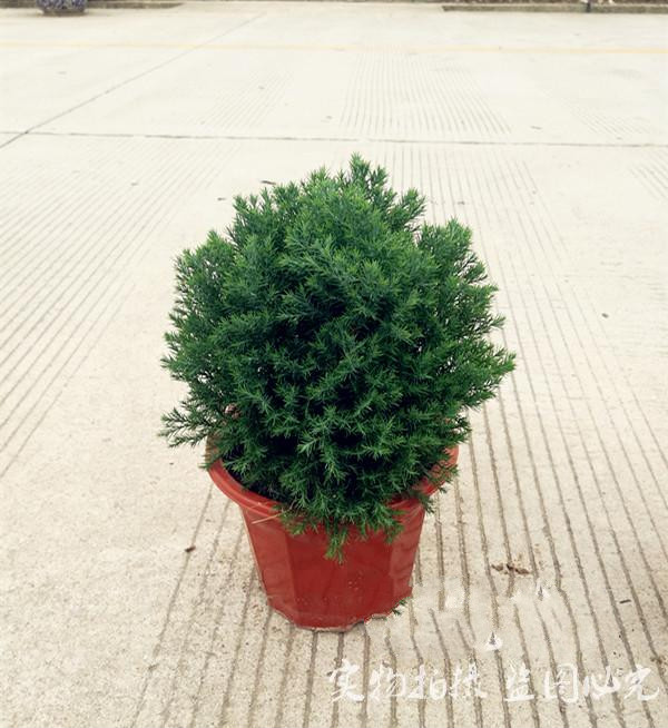 皮球松盆栽球松松柏球皮球柏皮球松中盆不含盆
