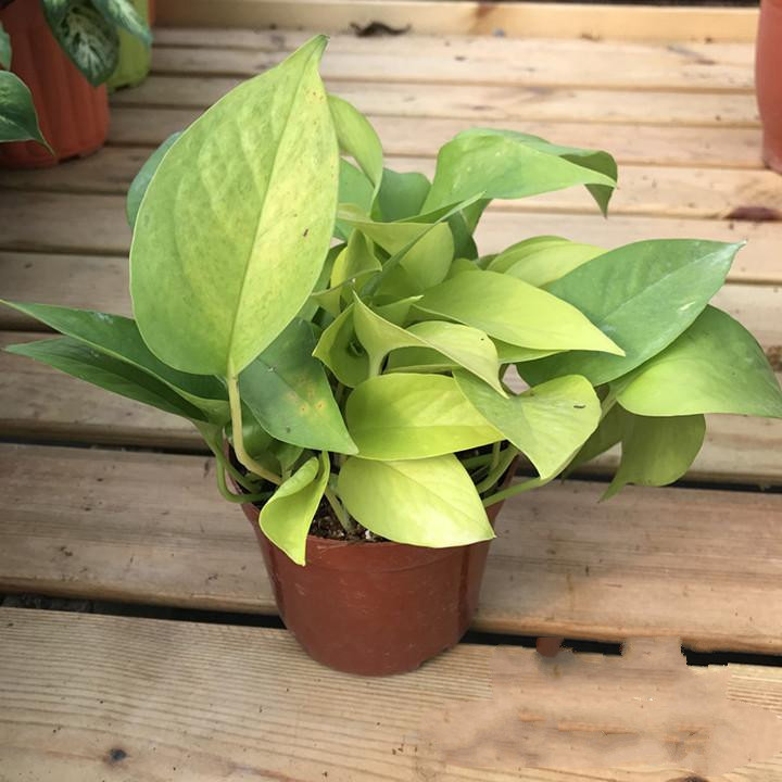 稀有白金绿萝白金葛雪花葛黄金葛花叶绿萝室内常绿观叶白金葛绿萝小盆