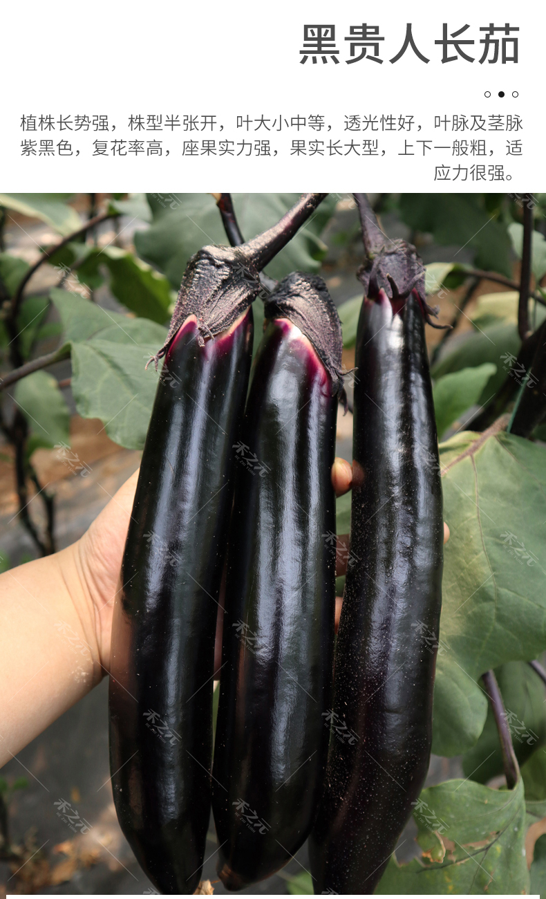 杭茄一号长茄种子苗特大秧苗大全四季茄子白四季蔬菜种籽孑圆茄秧 圆
