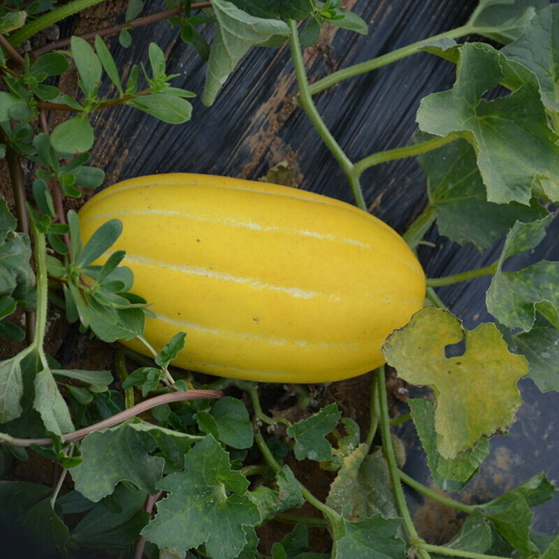 青樱红荔黄金道香瓜 条纹甜瓜蜜瓜3/5/9斤黄皮超甜农家自种甜瓜黄皮