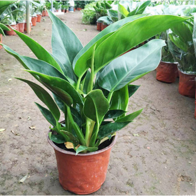 泰西丝金钻盆栽 红钻四季常青吸甲醛植物大型绿植室内盆景花卉绿植