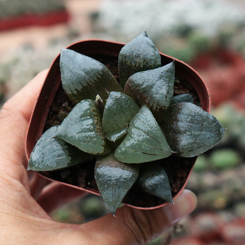 阿寒湖多肉植物十二卷玉露寿 创意室内桌面小盆栽 阿寒湖6-7cm 裸根不