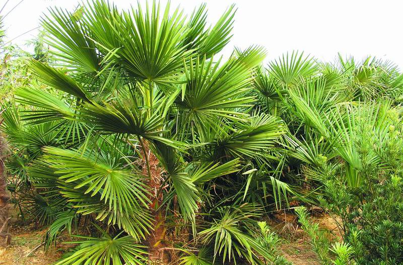 新采芭蕉蒲葵种子蒲扇棕榈种子散尾葵种子老人葵棕葵种子棕榈半斤250