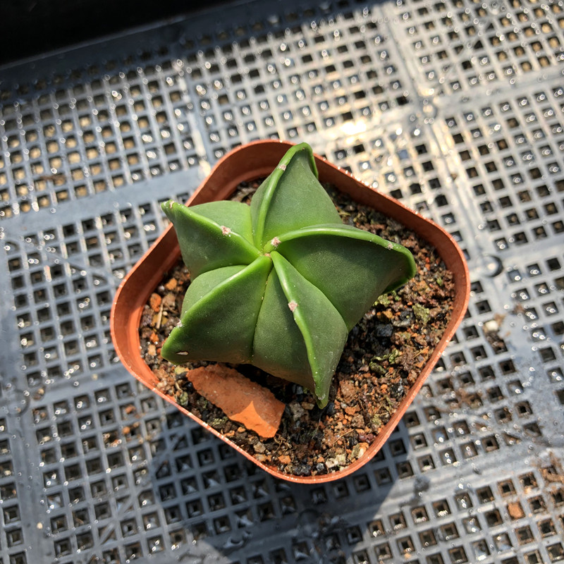 园艺鸾凤玉实生仙人球五角琉璃 白沙 懒人多肉植物阳台庭院易养绿植