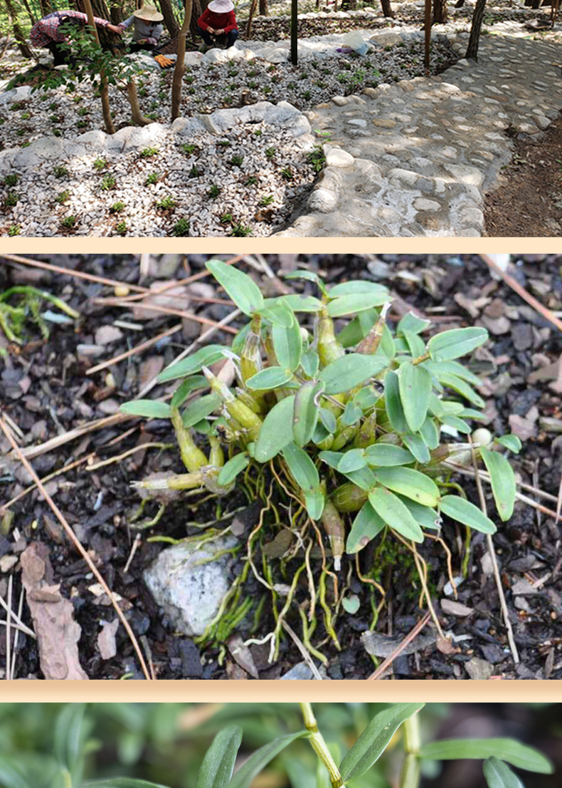 同仁堂铁皮石斛干条非新鲜花茶枫斗药材礼盒粉正宗霍山铁皮石斛寸金