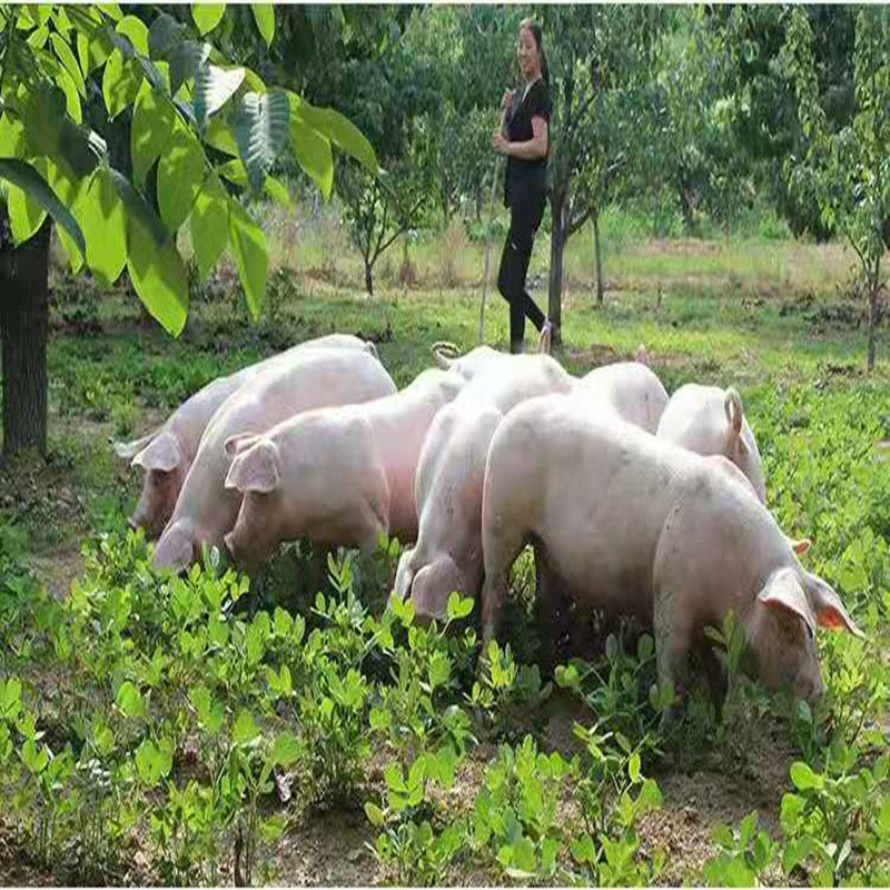 农家散养土猪新鲜梅花肉生鲜前腿肉现杀现发生鲜郎