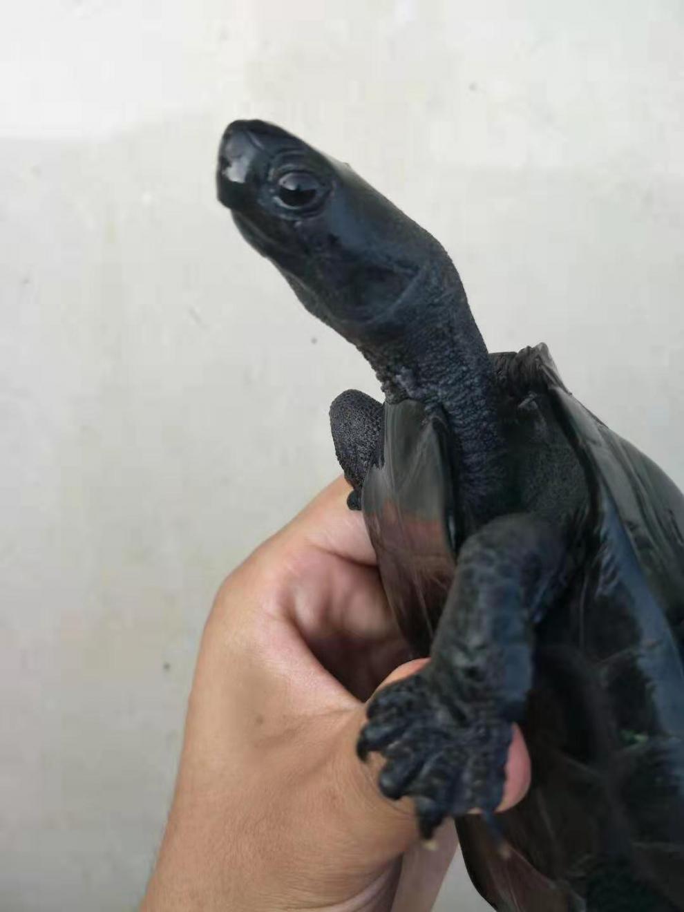 黑腹墨龟苗活体全黑小乌龟外塘中华草龟苗顶墨苗pucai 黑腹草龟 10-12